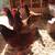 Rhode Island Red hens 2 thumbnail