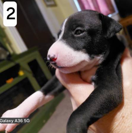 Galgo italiano (Guyton)549261402880747521