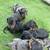 Dachshunds 1 thumbnail