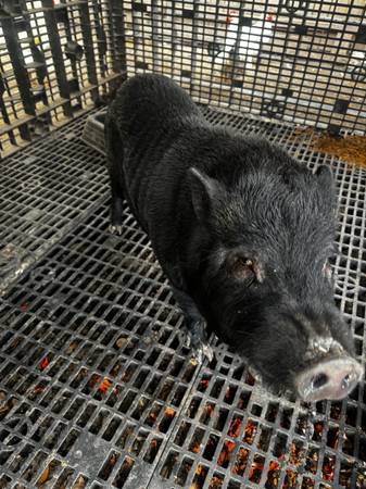 Pigs 1