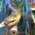 Canaries 5 thumbnail