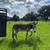 Red Dun Donkey Stud 2 thumbnail