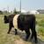 Belted Steer 5 thumbnail