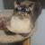 Pretty kitty 2 thumbnail