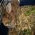 Bunny 1 thumbnail