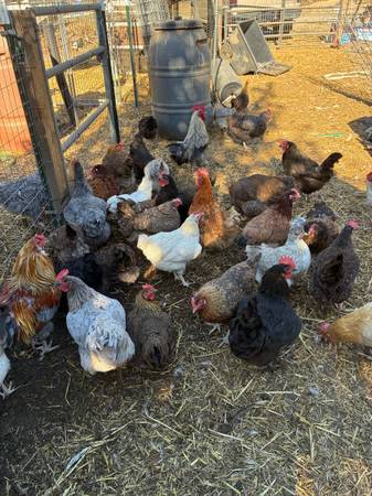 Chickens 1