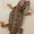 Bearded Dragons American Reds & Red Monsters babies 11 thumbnail