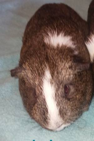 Free guinea pig 1
