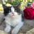 Cute Kitty 1 thumbnail