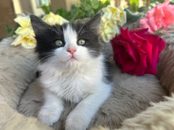 Cute Kitty 1