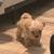 Mini shihtzupoos 3 thumbnail