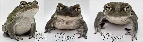 3 Colorado River Toads (North Olmsted)63872020446849120