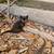 Kittens 6 thumbnail