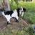 2 1/2 year old Billy 1 thumbnail