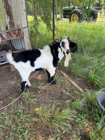 2 1/2 year old Billy 1