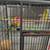 2 female parakeet w/cage 2 thumbnail