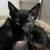 rehoming kittens 1 thumbnail