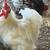 Cochin bantam and more breeders 4 thumbnail