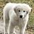 GREAT PYRENEES 1 thumbnail