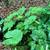 Final closing- Aquatic Plants , Garden perennials 10 thumbnail