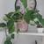 Healthy plant in a ceramic pot 1 thumbnail