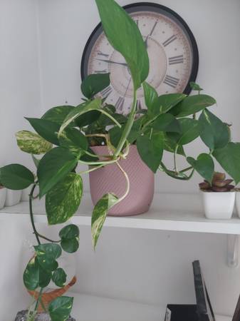 Healthy plant in a ceramic pot 1