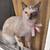 Siamese little lady cat, rehoming 1 thumbnail