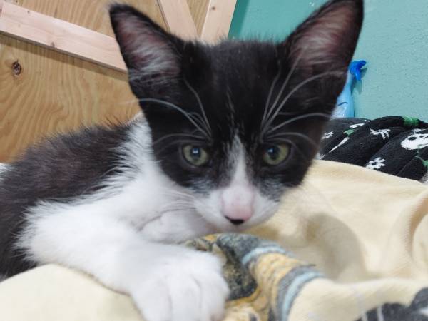 Tuxedo kitten (Dallas)