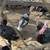 Toms and Hens 3 thumbnail
