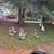 Turkeys&Geese 10 thumbnail