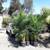 Areca Palms ///// Chrysalidocarpus (Dypsis) lutescens 10 thumbnail