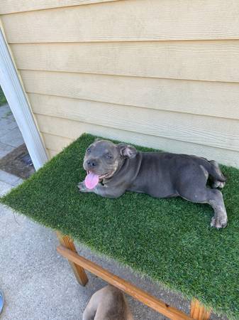 Cachorros micro bully (Kenner)63904508069251124