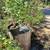 Garden Decor 1 thumbnail