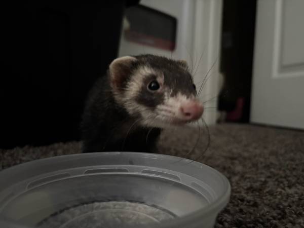 Ferret s (Los Ángeles)