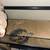 Three leopard geckos 9 thumbnail