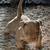 American Bully Pups 1 thumbnail