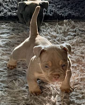 American Bully Pups 1
