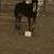2 mares and 2 babies 2 thumbnail