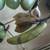 Vintage Jade Hardstone Fruit 6 thumbnail