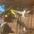 Parakeet 5 thumbnail