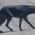 Lost dogs 3 thumbnail