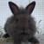 Lionhead rabbit 3 thumbnail