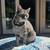 MISSING CAT - PLEASE HELP 1 thumbnail