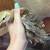 Chicks 10 thumbnail