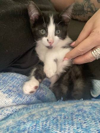 gatita de esmoquin de 9 semanas (Las Vegas)63860183488641120