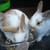 Mini Lop Kits Available ~ Wish to Sell Baby Bunnys? 8 thumbnail