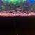 55G Aquarium Fish Tank  W/Fishes 3 thumbnail