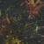 Bismarck seeds/seedlings, Royal Palm, Cabbage palm seedlings and more 6 thumbnail