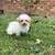 Toy poodle 3 thumbnail