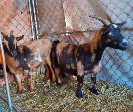 Dappled nigerian dwarf does 1